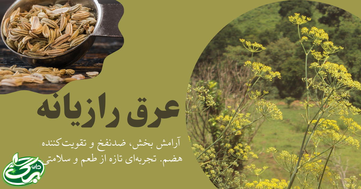 عرق رازیانه بر سلامت بانوان و خواص عرق رازیانه برای زنان