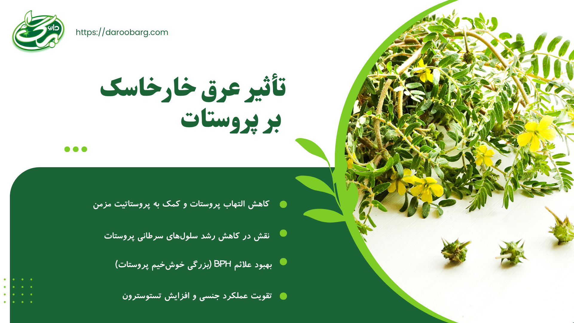 تاثیر خارخاسک بر پروستات