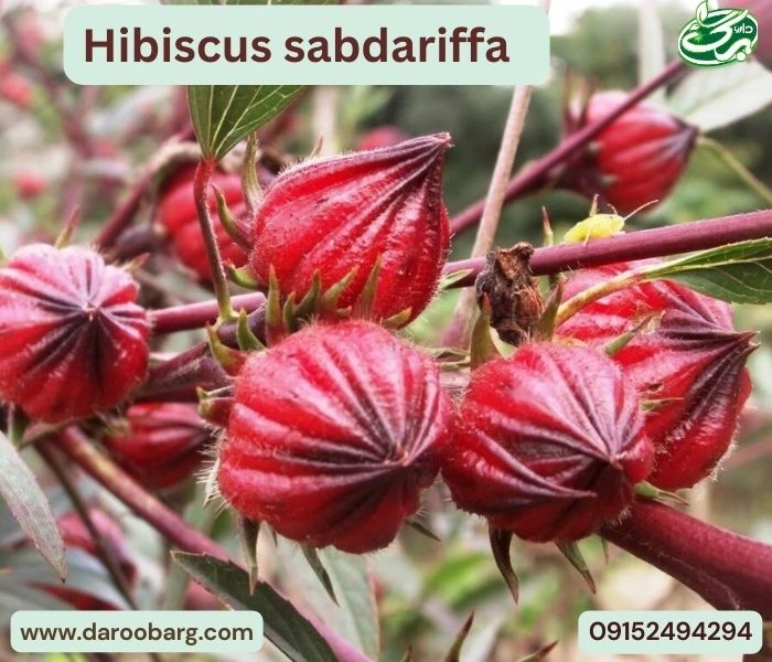 عکس گیاه چای ترش که با گلبرگ‌های آن دمنوشی مفید میتوان درست کرد.