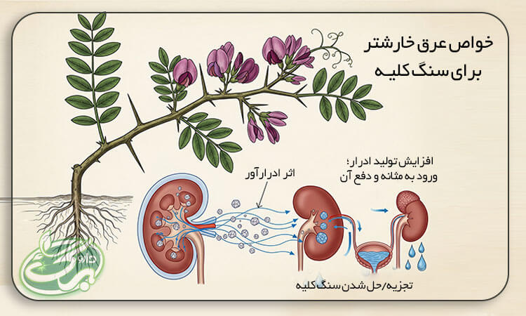 خواص عرق خارشتر برای سنگ کلیه