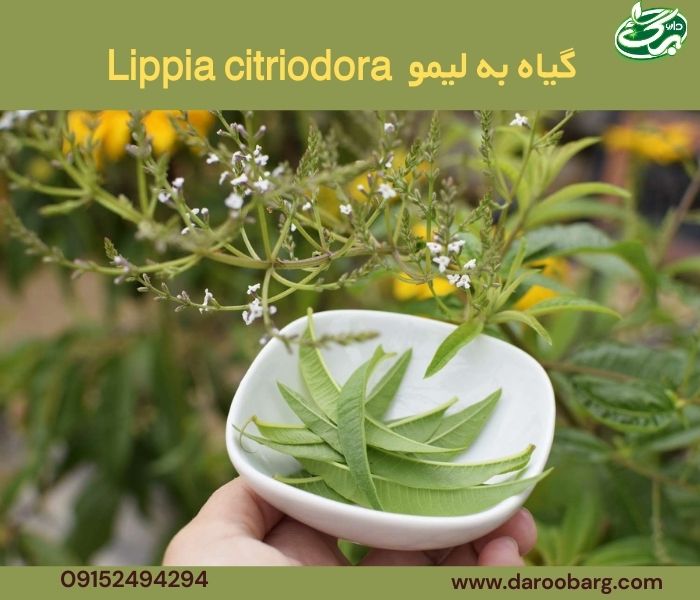 خواص بهلیمو برای بدن بسیار زیاد است.