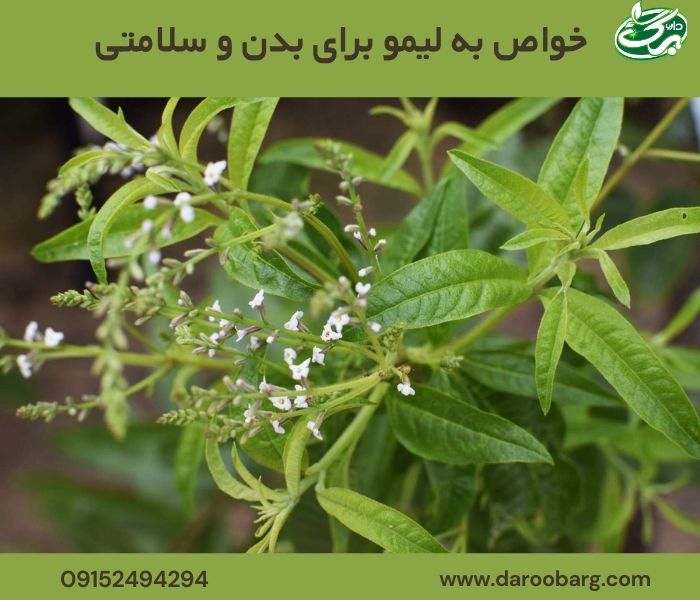 همه چیز درباره دمنوش بهلیمو