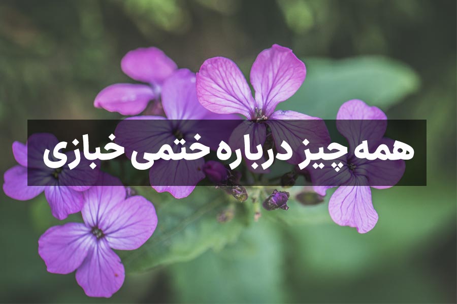 خواص ختمی خبازی