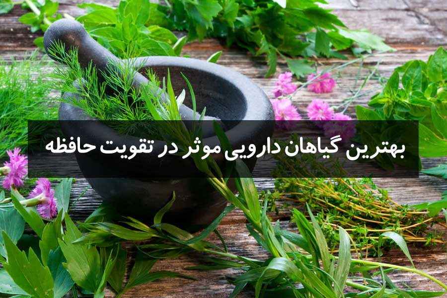 بهترین گیاهان دارویی موثر در تقویت حافظه
