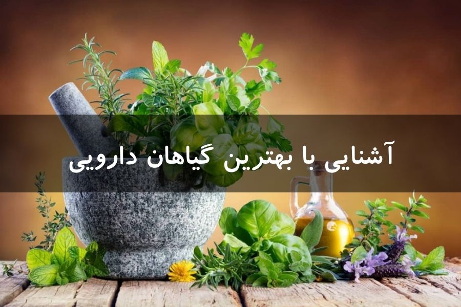 آشنایی با بهترین گیاهان دارویی