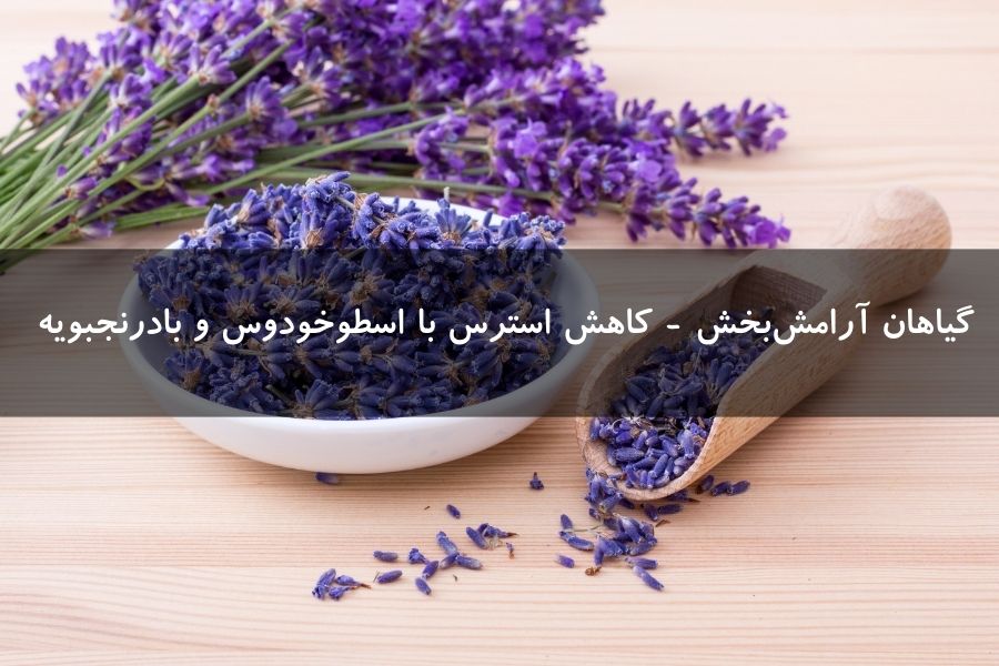 گیاهان آرامشبخش - کاهش استرس با اسطوخودوس و بادرنجبویه