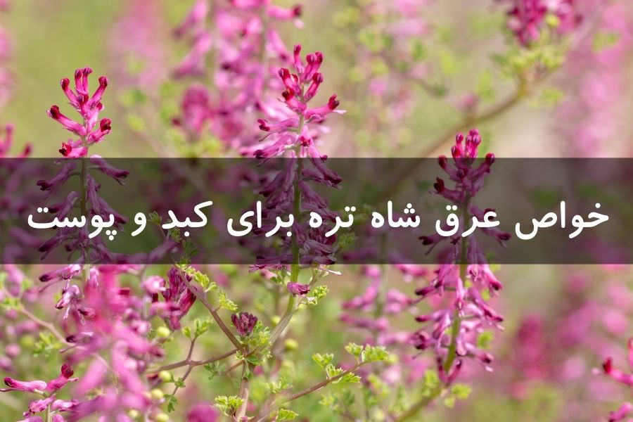 خواص عرق شاه تره برای کبد و پوست