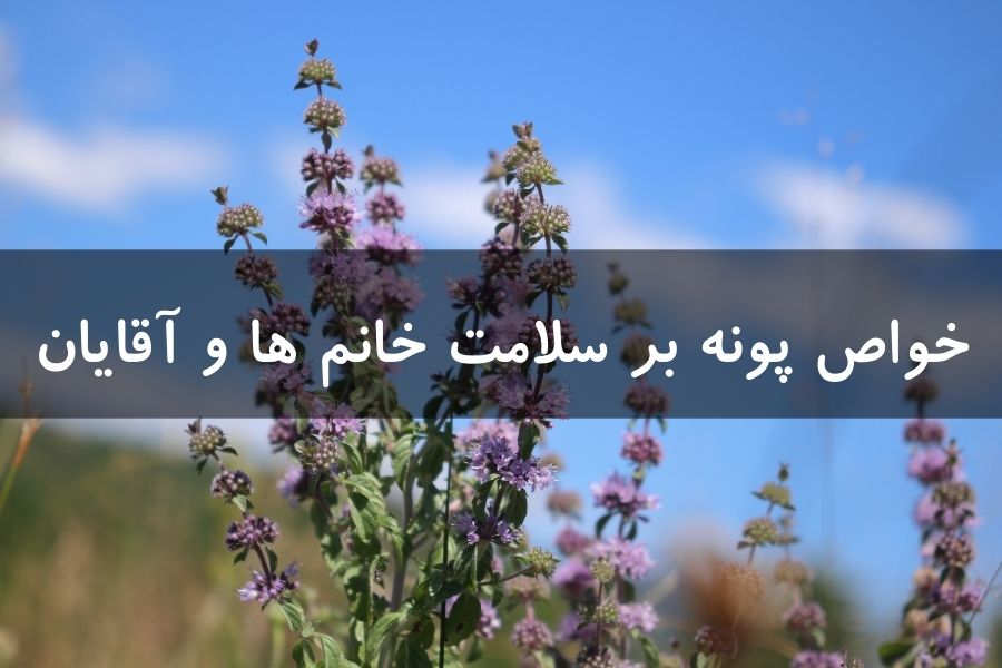 خواص پونه بر سلامت خانم ها و آقایان