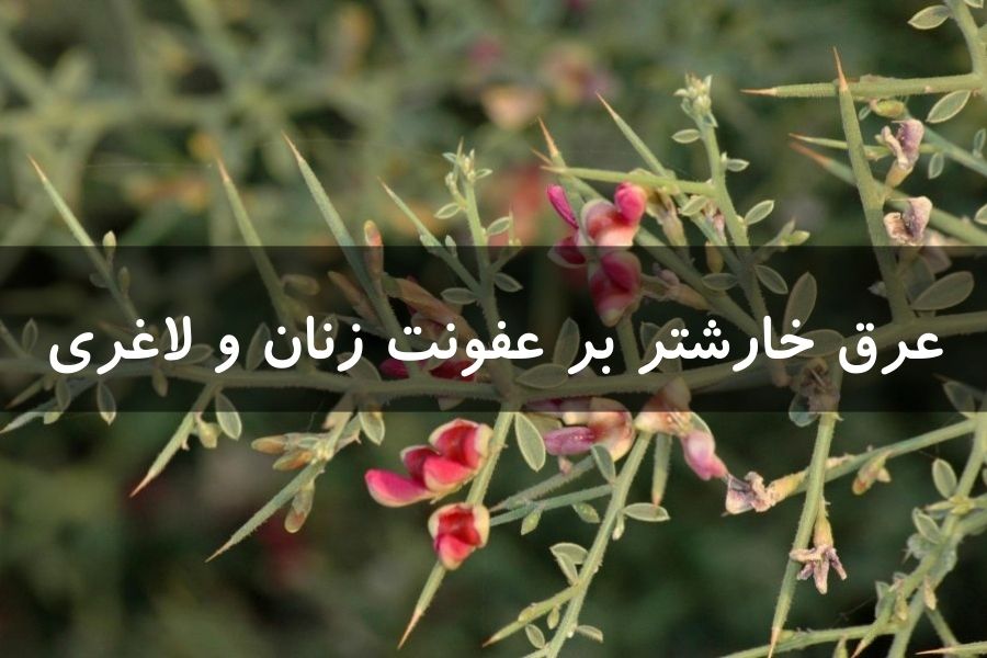 خاصیت عرق خارشتر بر عفونت زنان و لاغری تا کبد