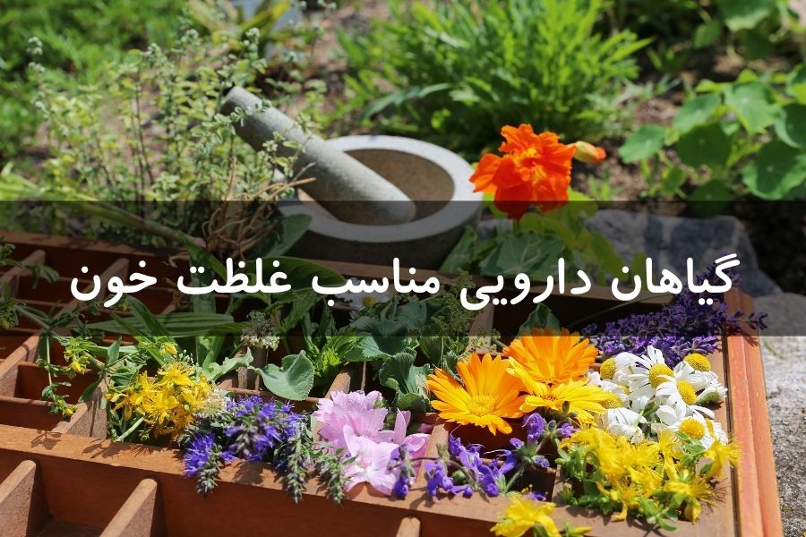 با 11 گیاه که همگی داروی غلظت خون هستند، آشنا شوید.