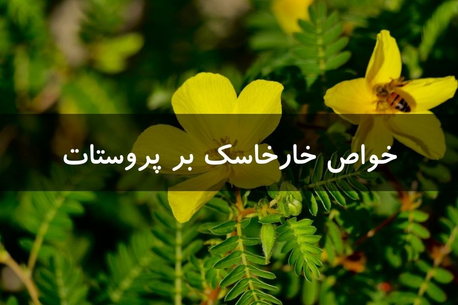 عرق خارخاسک برای پروستات