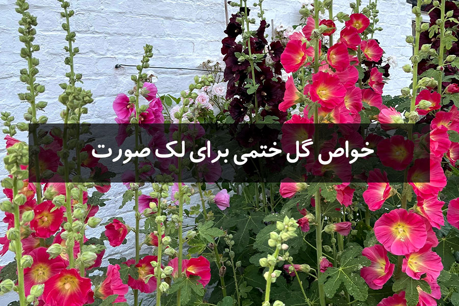 بهترین روشهای استفاده از گل ختمی برای درمان لک صورت
