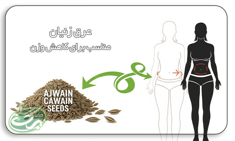 خواص عرق زنیان برای کاهش وزن