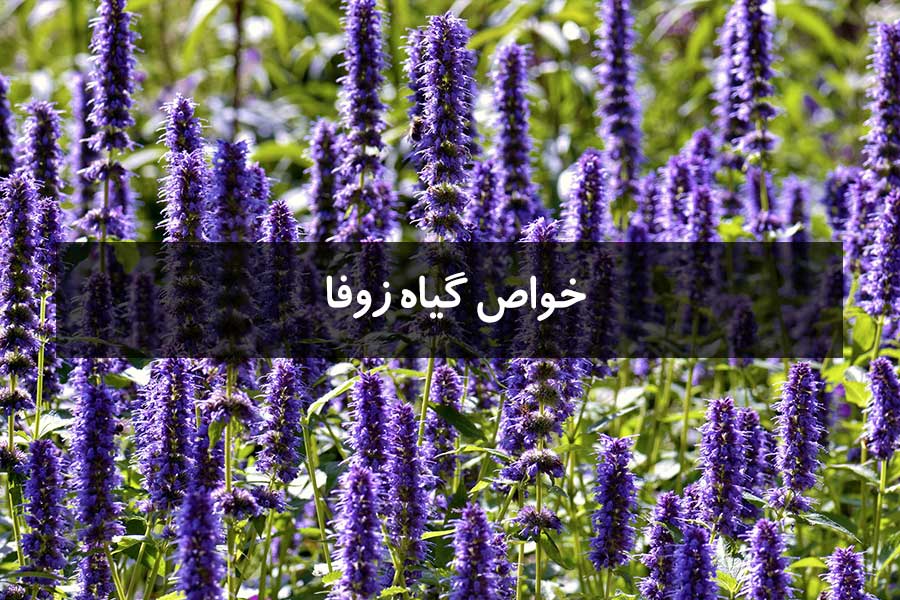 خواص گیاه زوفا + روشهای مصرف آن