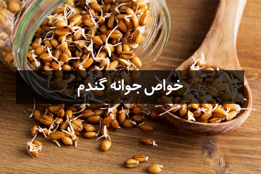 مهمترین خواص جوانه گندم برای سلامتی بدن