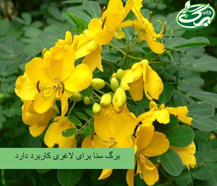 برای اطلاع از طریقه مصرف برگ سنا برای لاغری با داروبرگ همراه باشید