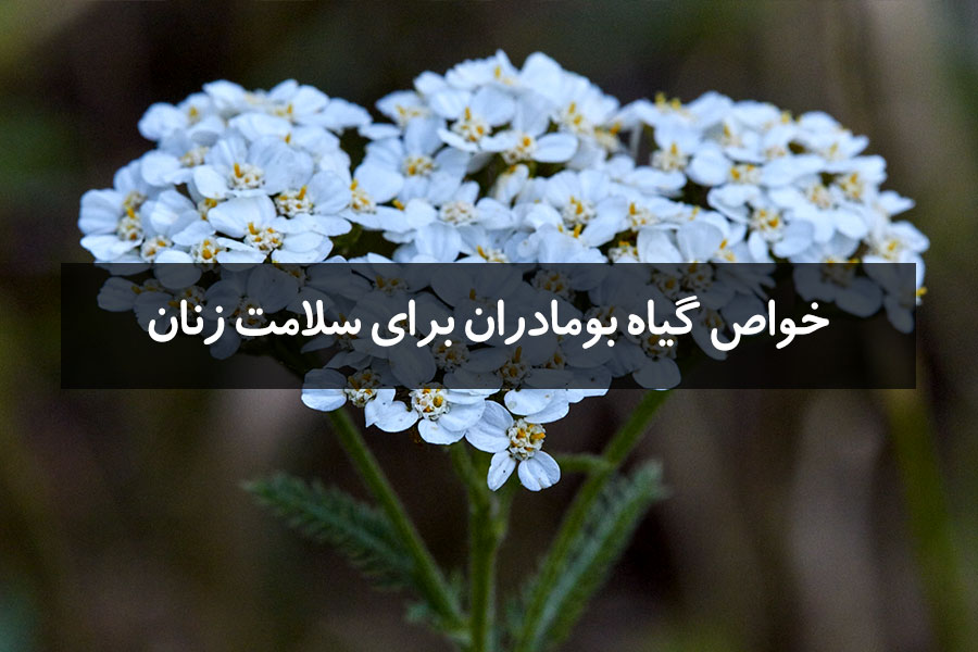 فواید بومادران برای سلامت زنان