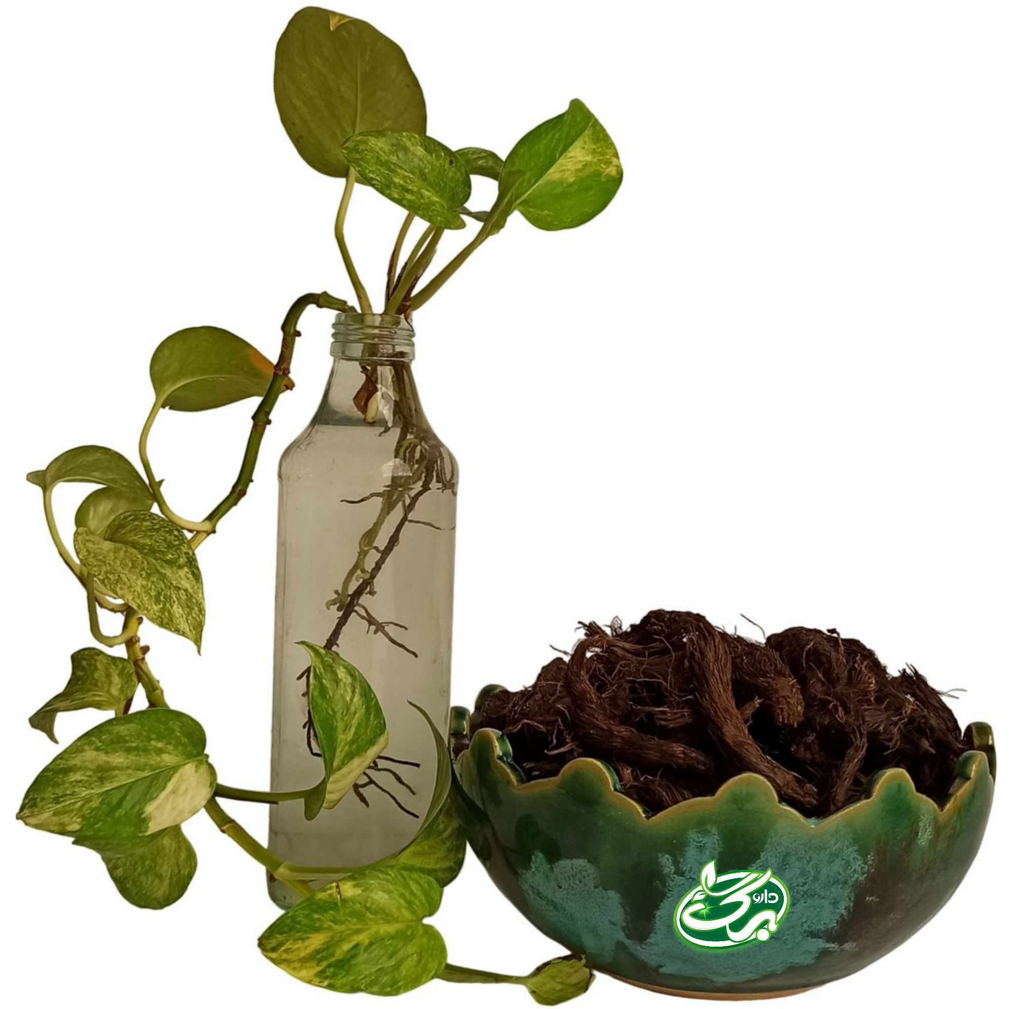 خرید سنبل الطیب - نمای 5