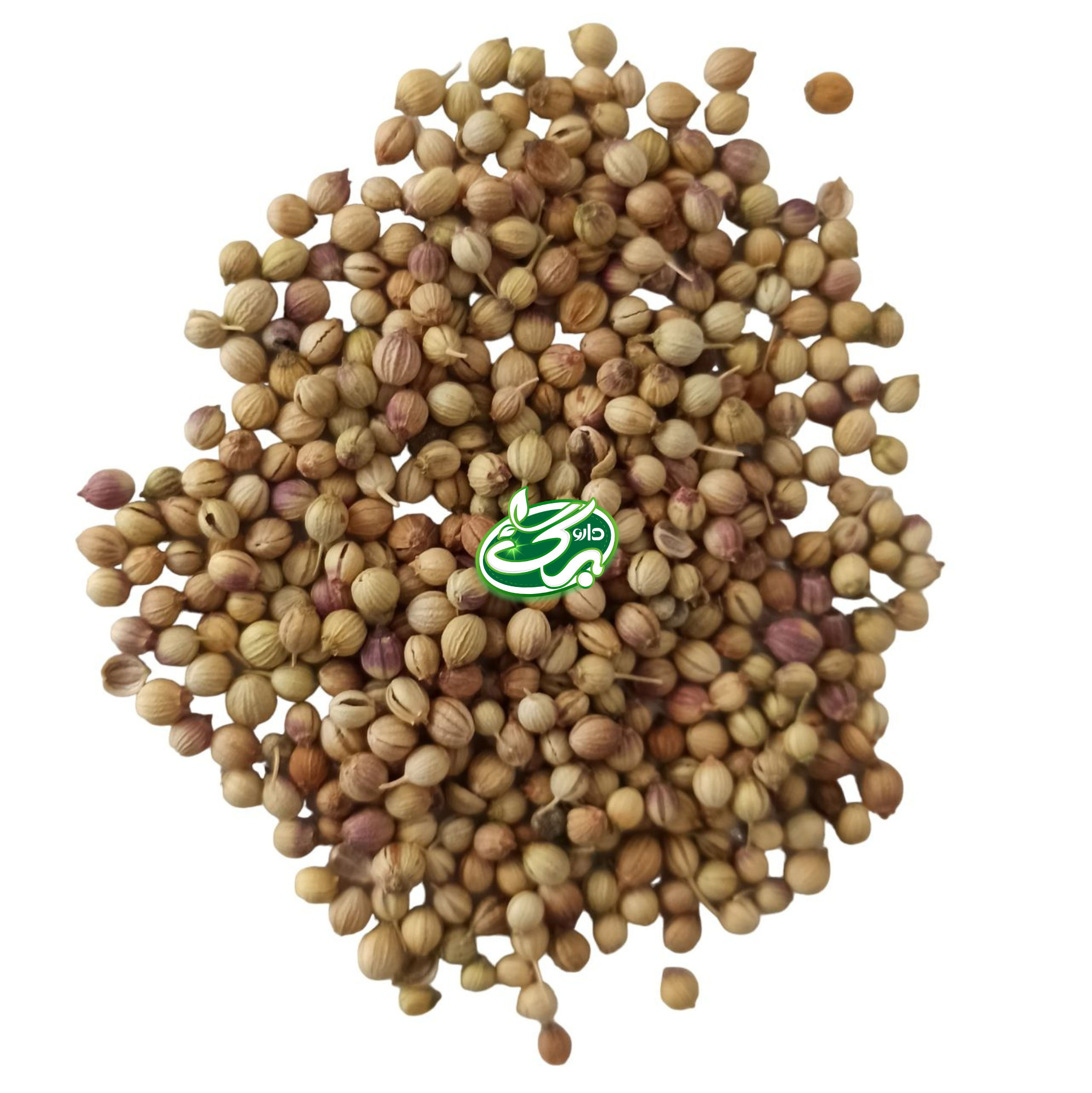 خرید تخم گشنیز - نمای 3