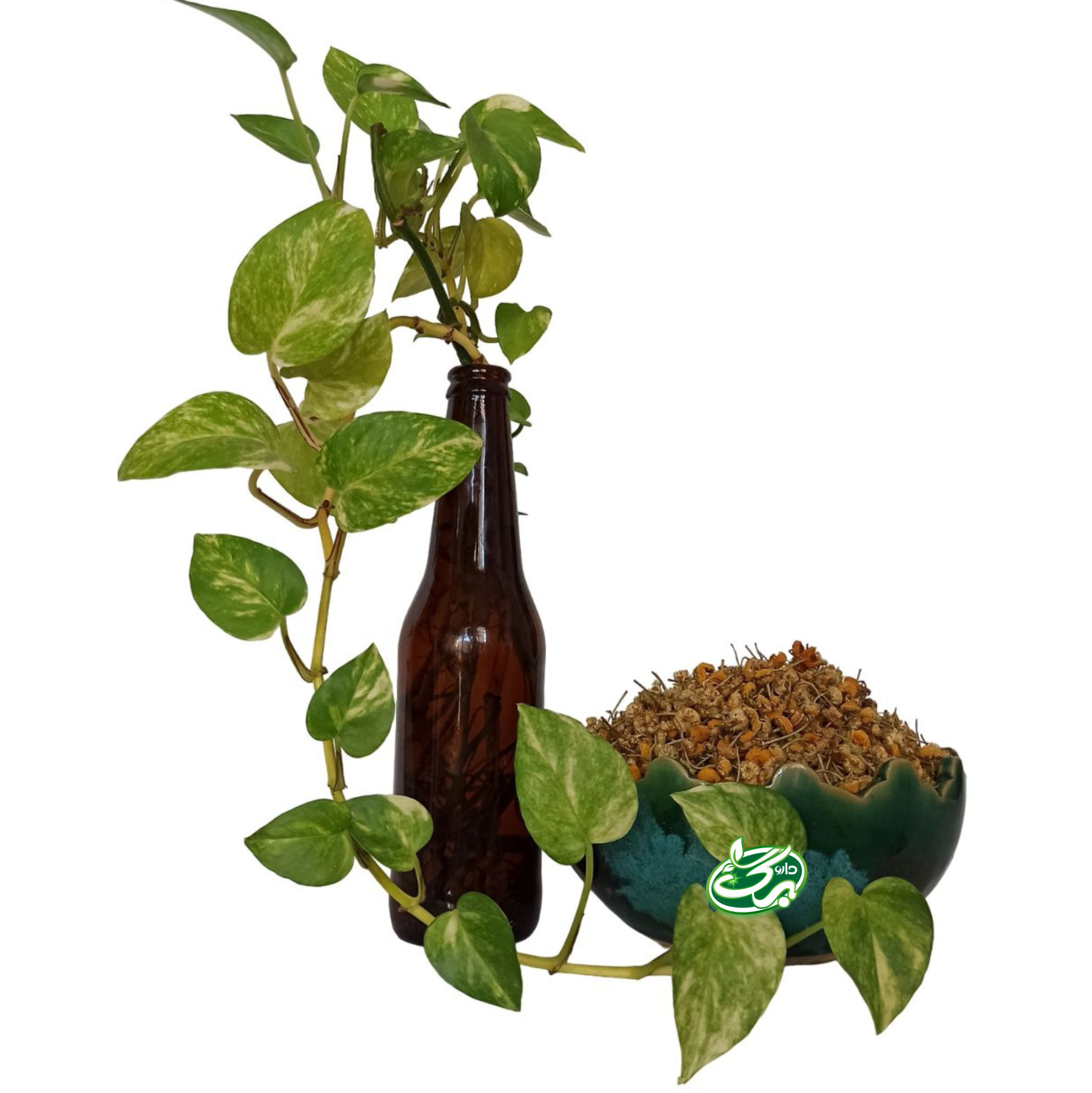 خرید بابونه - نمای 4