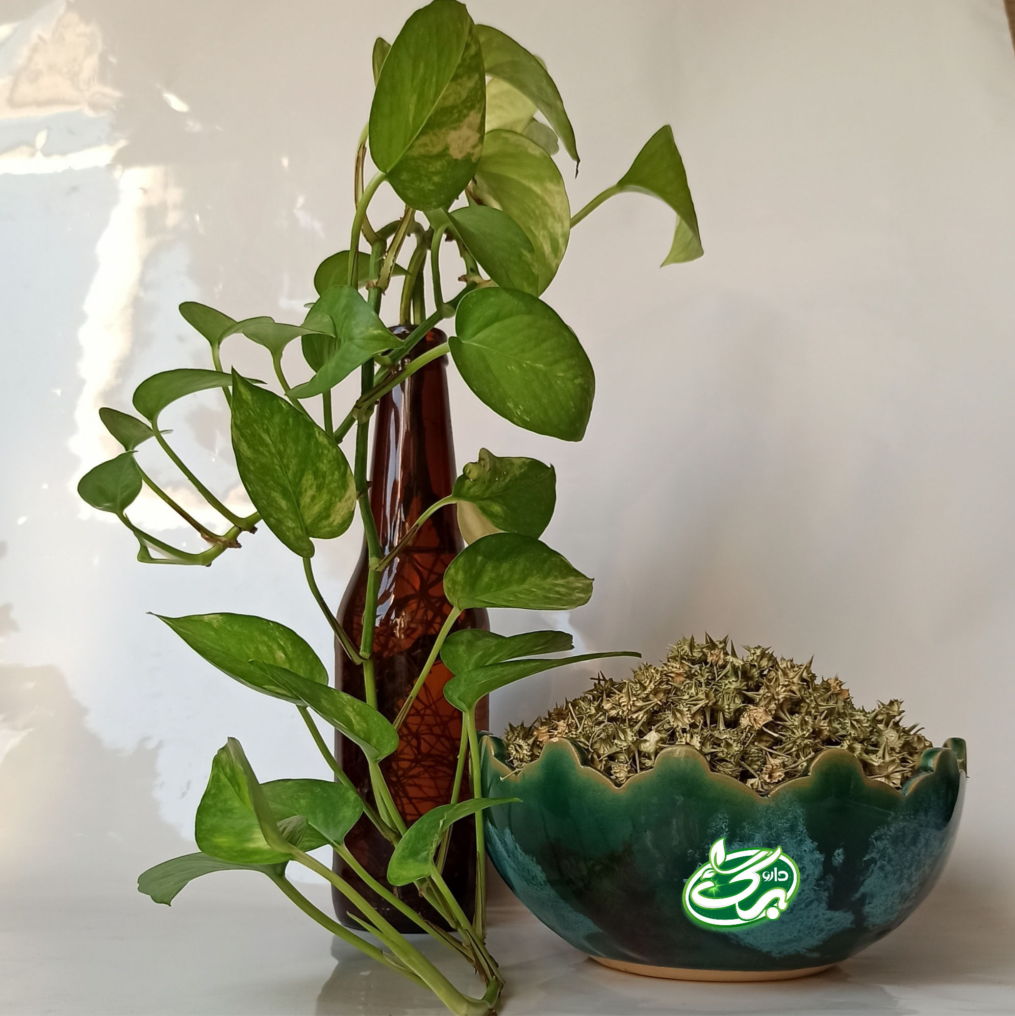 خرید خارخاسک - نمای 4