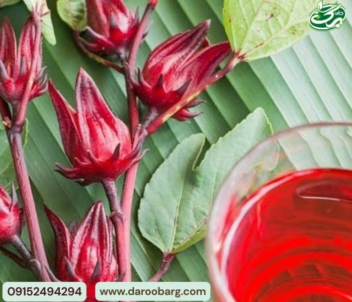 خواص چای ترش بسیار زیاد است و این دمنوش برای بدن مفید است.