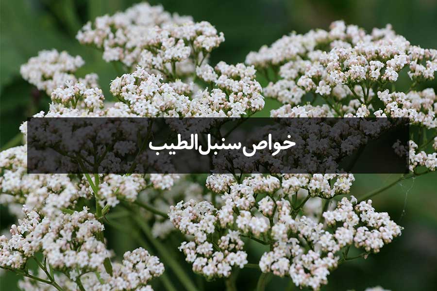 خواص سنبلالطیب و نحوه استفاده