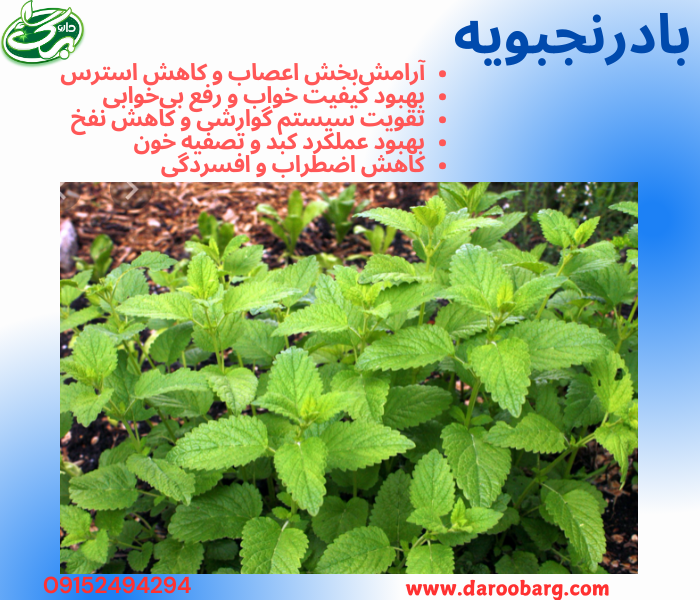عرق بادرنجبویه یک داروی گیاهی آرامبخش است که به کاهش استرس، بهبود خواب، تقویت گوارش و افزایش سلامت عمومی بدن کمک میکند.