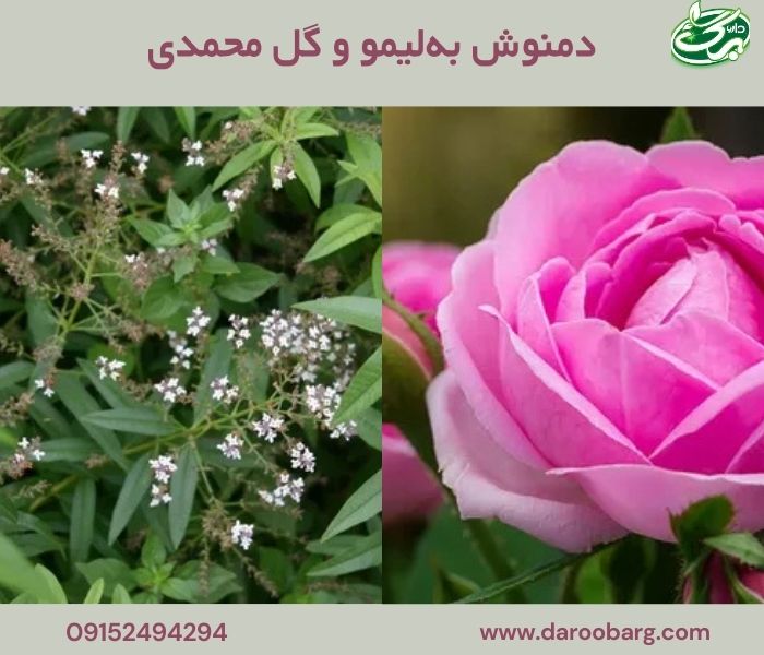 دمنوش بهلیمو و گل محمدی