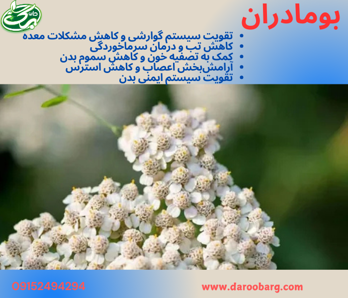 عرق بومادران یک داروی گیاهی با خواص فراوان است که میتواند به کاهش التهاب، تقویت سیستم ایمنی، بهبود گوارش، کاهش استرس و تقویت پوست و مو کمک کند.