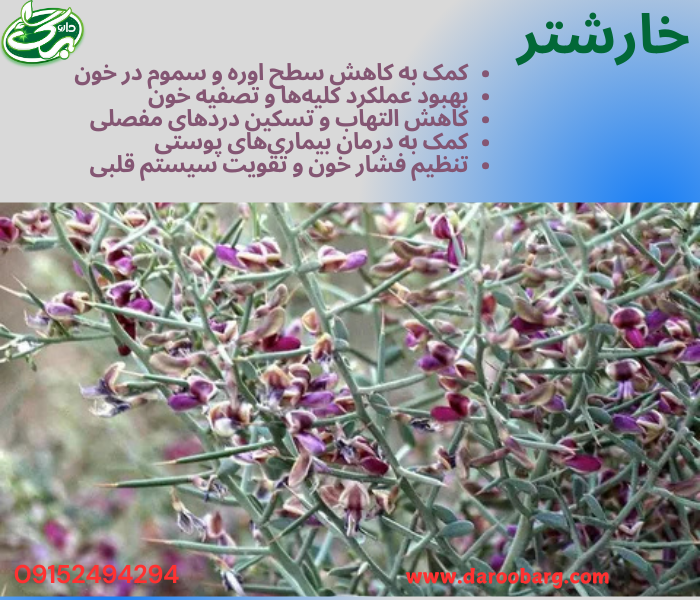 عرق خارشتر یک داروی گیاهی مفید است که میتواند به بهبود عملکرد کلیهها، درمان مشکلات ادراری، تقویت سیستم تناسلی و تقویت سیستم ایمنی کمک کند. همچنین، این عرق برای کاهش التهاب و بهبود وضعیت پوست و مو مفید است.