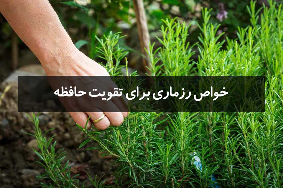 خواص رزماری برای تقویت حافظه و بهبود تمرکز
