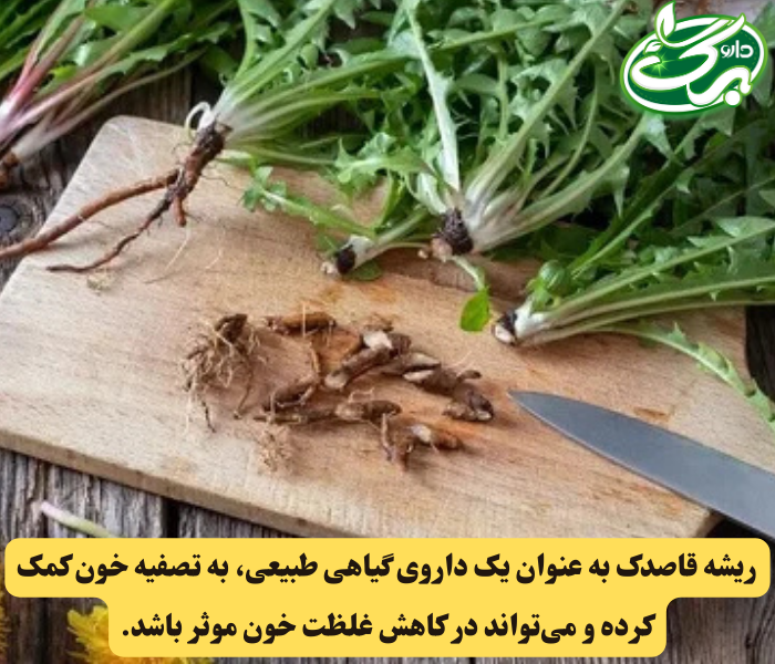 ریشه قاصدک به‌عنوان یک گیاه دارویی با خواصی شگفت‌انگیز برای بهبود غلظت خون است.