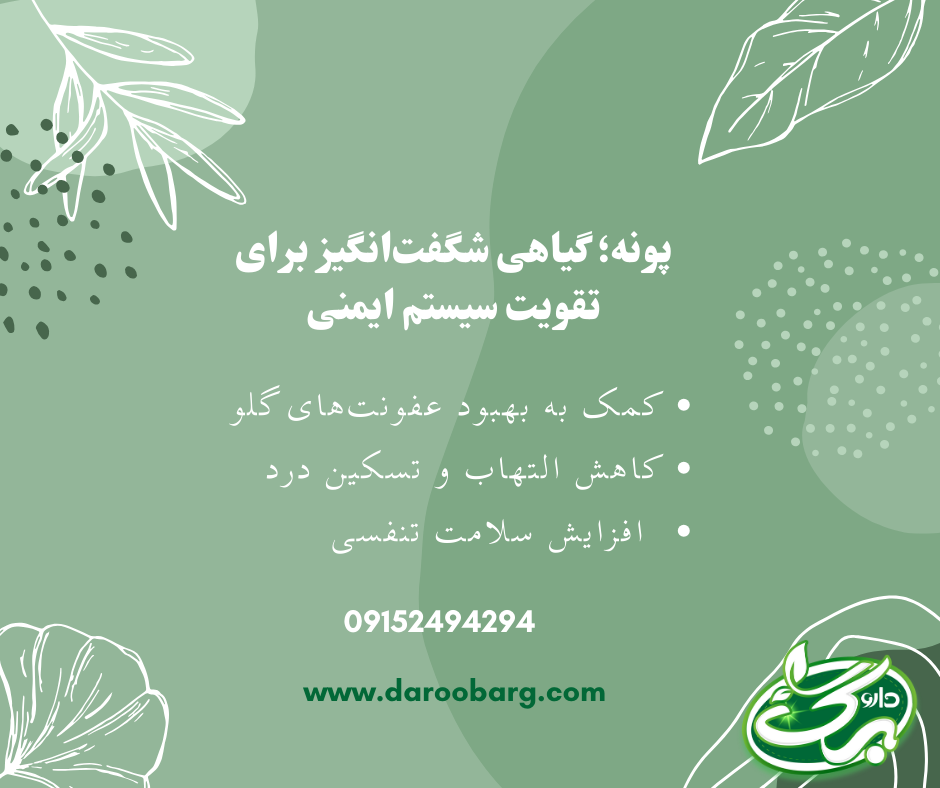 15 مورد از خواص پونه برای سلامت بانوان و مردان