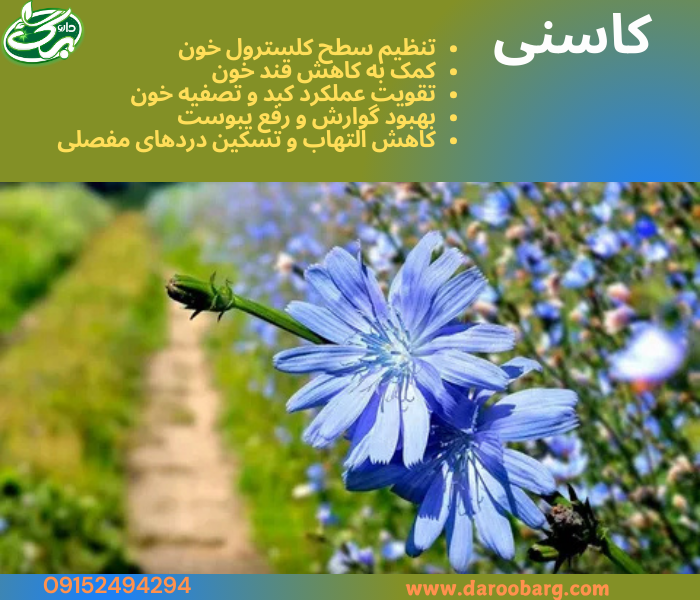 عرق کاسنی یک محصول گیاهی پرخاصیت است که میتواند به سلامت کلی بدن، بهویژه کبد و سیستم گوارش، کمک کند و در بهبود شرایط پوستی نیز مؤثر باشد.